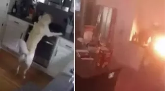 Sahibi evde yokken ocağı açan köpek yangın çıkardı