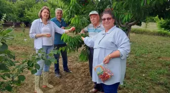 Şaphane'de meyvelerde numune ve denetim çalışmaları