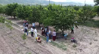 İstanbul'dan ekoturizm için geldikleri Bilecik'te dalından kiraz topladılar