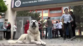 Kangal köpeği sınava giren sahibini okulun kapısında bekledi