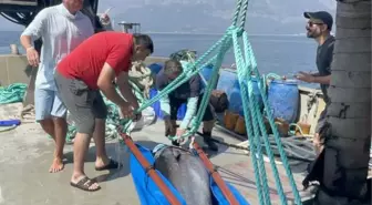 Mavi yüzgeçli Atlantik orkinosları, uydu alıcısıyla takip ediliyor