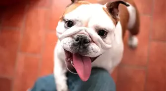 Veterinerler, bulldog türleri için 'iyileştirilene kadar satın alınmamalı' uyarısı yapıyor