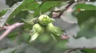 Fındık üreticisinin 'Drakula' sevinci