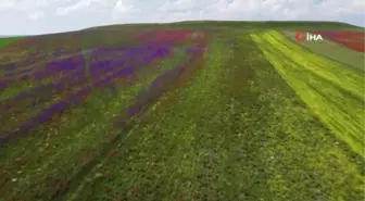 Kars'ta rengarenk açan çiçekler görenleri büyülüyor