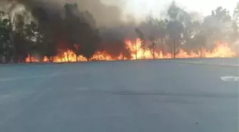 Sasalı Doğal Yaşam Parkı'nın yanındaki ormanda çıkan yangın kontrol altına alındı