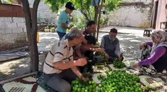 Aydın'da ilek mesaisi başladı