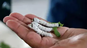 İpek Böceği Besleme Evi'nde çalışmalar devam ediyor