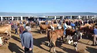 Kars'ta kurbanlıklar satışa çıktı