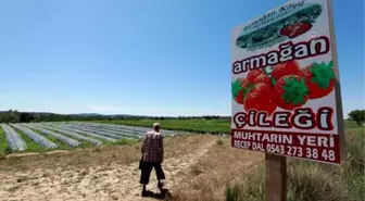 KIRKLARELİ - Dalından topluyor, parasını kulübeye bırakıyorlar (2)