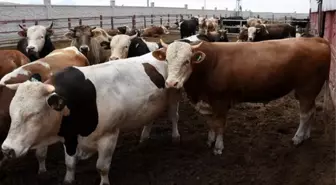 Türkiye Kasaplar Federasyonu'ndan 'kurbanlık' açıklaması: Geçen yıla oranla yüzde 25-30 oranında zam geldi