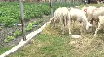 Vefakar koç dağı taşı aşıp eski sahibine geldi