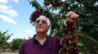 Hasadın sürdüğü Tokat'tan yurt dışına 500 ton kiraz gönderildi