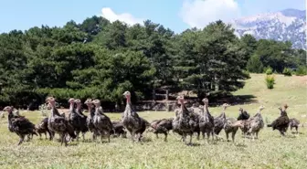 'Hindi ordusu', istilacı çekirgelerin yarısını yok etti