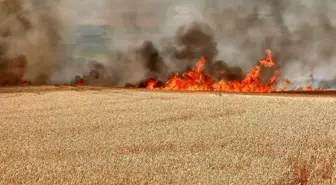 Tekirdağ'da 300 dönüm buğday tarlası alev alev yandı