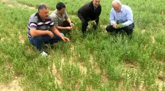 Kulu'da bu yıl mercimek, nohut ve kimyonda yüksek rekolte bekleniyor