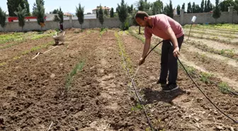 Caminin atıl durumdaki bahçesini meyve ve sebze bahçesine dönüştürdüler