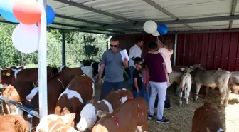 Tokat'ta '4. Buzağı Güzellik Yarışması'