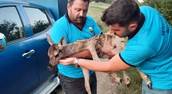 Son dakika haberi | Tarlada bulunan yaralı ceylan yavrusu tedaviye alındı