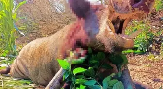 Aydın'da mısır tarlalarına zarar veren 250 kiloluk dev domuz avcılar tarafından öldürüldü