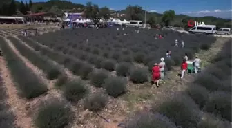 Büyükşehir Lavanta Şenliği başladı