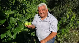 Erkenci incir üreticinin yeni gelir kapısı oldu