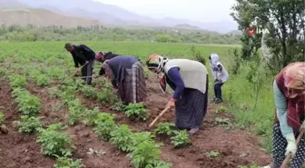 Tarlada çapalama işini eğlenceye çeviriyorlar