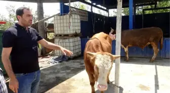 Avcılar'da yetim ve öksüzlere kurban bağışı