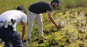 Beyşehir Gölü'nde yasa dışı sülük avına ceza