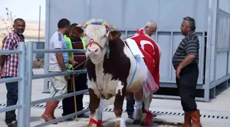 Gölbaşı'nın en güzel kurbanlıkları seçilecek