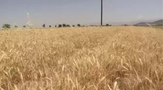 İran'ın Kazvin eyaletinde tahıl rekoltesi ciddi oranda düştü