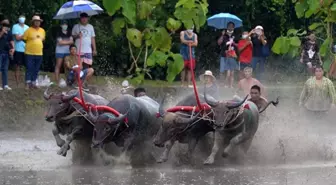 Tayland'daki Buffalo Yarışlarına Bir Göz Atın