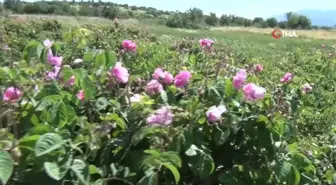 Yağlık gül üretiminin önemli merkezlerinden Çardak'ta hasat heyecanı başladı