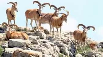 Kırşehir'de Anadolu yaban koyunları fotokapanla görüntülendi