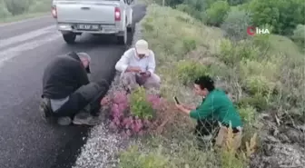 Tunceli'de bitki envanteri çıkarılıyor