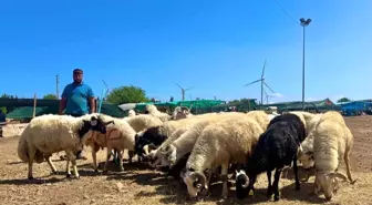 Aliağa'da kurbanlıklar alıcılarını bekliyor