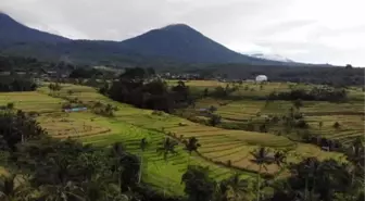 (DRONE) BALİ - Endonezya'da pirinç hasadı