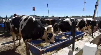 Son dakika haberi! Selçuklu'da kurban satışı başladı