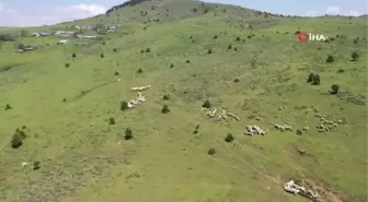 Akdağmadeni'nde yaylacılık geleneği yaşatılıyor