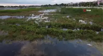 Beyşehir Gölü'ne kuş türleri akın etmeye başladı