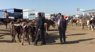 Kars Hayvan Pazarı'nda durgunluk yaşanıyor