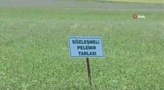 Anadolu'nun yenilenebilir bitkisel enerji kaynağı 'Pelemir'