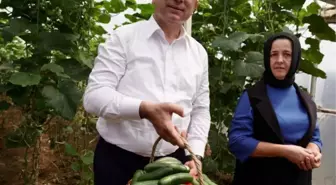 İBB'nin ücretsiz dağıttığı fidelerin ilk mahsulü Sarıyer'de toplandı