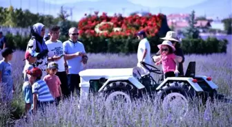 Konya Ovası'ndaki lavanta bahçesi fotoğraf çekim alanı oldu