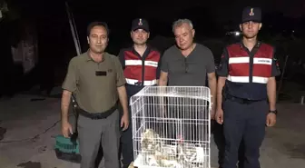 Yuvası bozulmuş paçalı baykuş ailesi koruma altına alındı