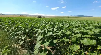 Afyonkarahisar'da ayçiçeklerde yüksek verim bekleniyor