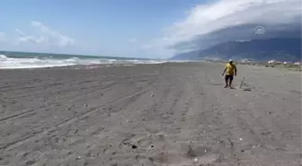 Deniz kaplumbağaları Doğu Akdeniz sahillerine yumurta bırakmaya başladı