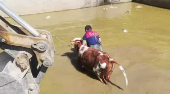 Erzincan'da sulama havuzuna düşen büyükbaş hayvan kurtarıldı