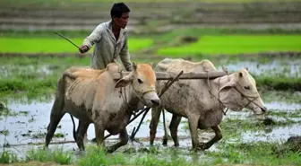 Hindistan'ın Assam Eyaletinde Çeltik Tarımı