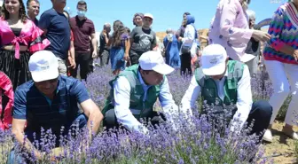 Kırşehir Belediyesi 2. Lavanta Şöleni'ne Yoğun İlgi