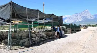 Konyaaltı'nda ücretsiz ve randevulu kurban kesimi